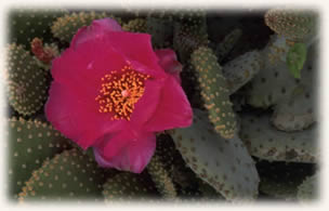 flowering cactus