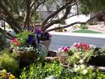 Las Vegas Landscape Design